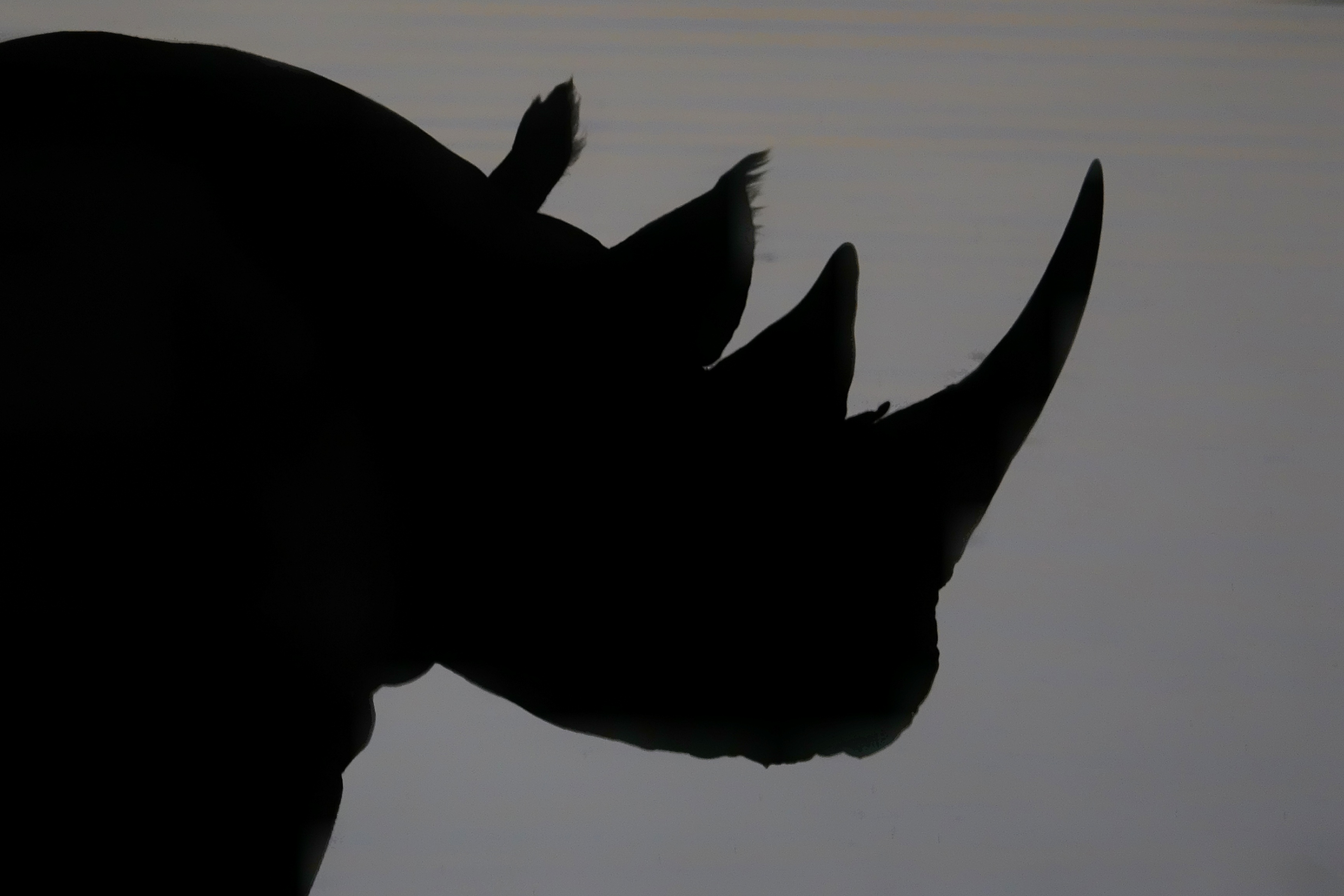 Silhouette de rhinocéros